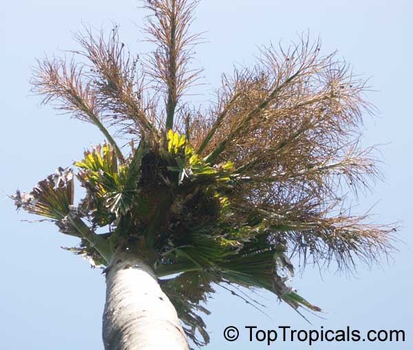Corypha umbraculifera, Talipot Palm, Buri