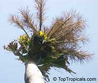 Corypha umbraculifera, Talipot Palm, Buri

Click to see full-size image