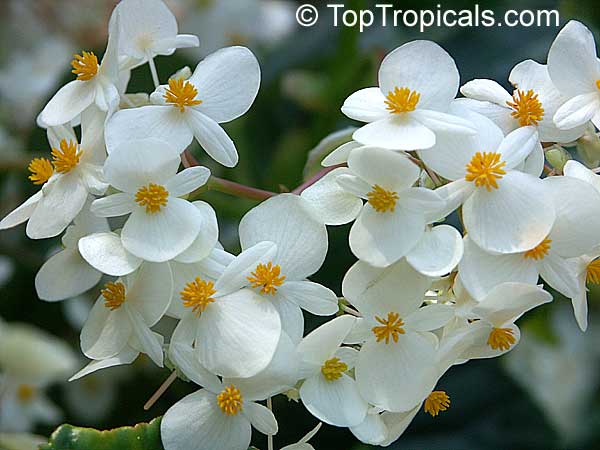 Begonia odorata var. alba, Sweet Begonia