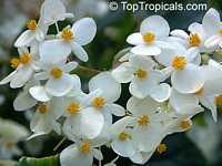 Begonia odorata var. alba, Sweet Begonia

Click to see full-size image