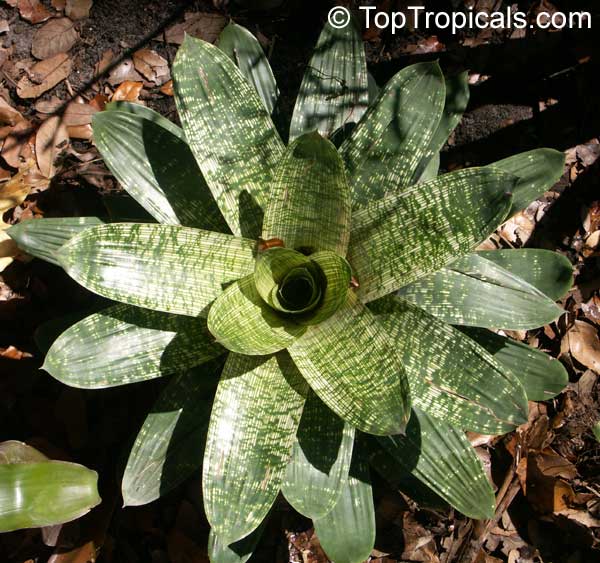Vriesea sp., Bromeliad