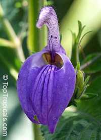 Brillantaisia guianensis, Leucorhaphis lamium, Brillantaisia nitens, Tropical Giant Salvia, Fiddle Leaf 

Click to see full-size image