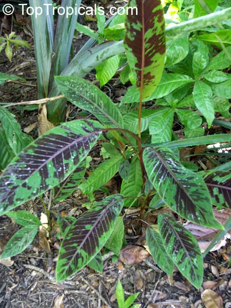 Musa sumatrana, Musa acuminata ssp. zebrina, Blood Leaf Banana