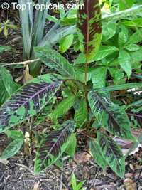 Musa sumatrana, Musa acuminata ssp. zebrina, Blood Leaf Banana

Click to see full-size image