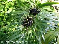 Osmoxylon lineare, Boerlagiodendron lineare, Miagos bush

Click to see full-size image