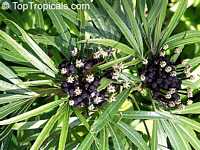 Osmoxylon lineare, Boerlagiodendron lineare, Miagos bush

Click to see full-size image