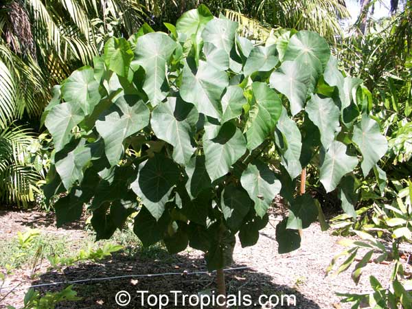 Macaranga tanarius, Parasol Leaf Tree