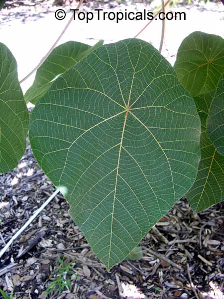 Macaranga tanarius, Parasol Leaf Tree
