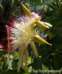Pachira aquatica, Malabar Chesnut, Guiana Chestnut, Provision Tree, Money Tree 

Click to see full-size image