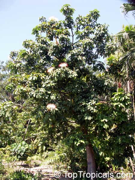 Pachira aquatica, Malabar Chesnut, Guiana Chestnut, Provision Tree, Money Tree 