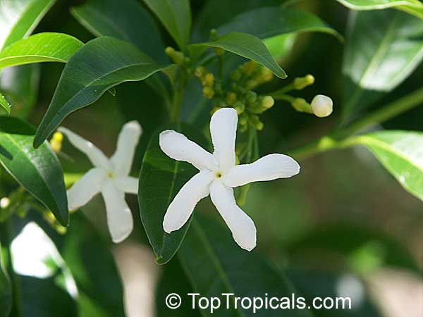 Tabernaemontana corymbosa, Flower of Love
