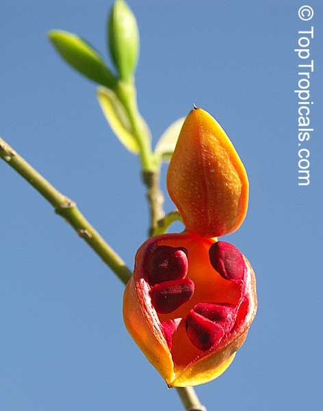 Tabernaemontana orientalis, Ervatamia orientalis, Ervatamia pubescens, Ervatamia floribunda, Banana Bush, Native Gardenia. Ervatamia floribunda