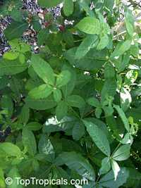 Rauvolfia tetraphylla, Be Still Tree

Click to see full-size image