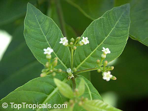 Rauvolfia caffra, Quinine Tree - seeds