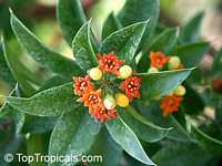 Jacquinia macrocarpa, Jacquinia aurantiaca, Barbasco

Click to see full-size image