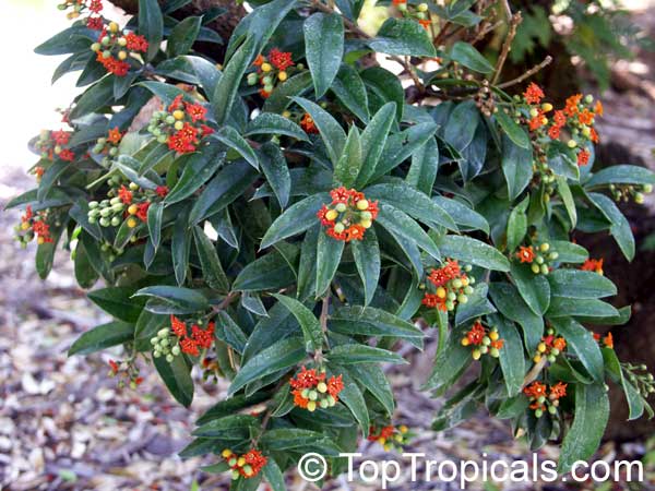 Bonellia macrocarpa, Jacquinia macrocarpa, Jacquinia aurantiaca, Cudjoewood, Barbasco