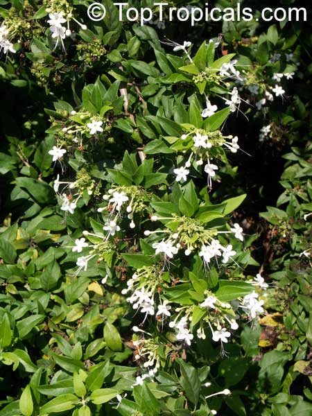 Clerodendrum heterophyllum, Clerodendrum aculeatum, Tree of little stars, Escambron, Tamourette