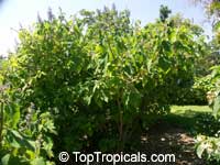 Cornutia grandifolia, Tropical Lilac, African Lilac, Jamaican Lilac

Click to see full-size image