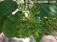 Premna odorata, Premna pubescens, Fragrant Premna, Alagaw

Click to see full-size image