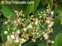 Pimenta racemosa, Caryophyllus racemosus, Bay Rum Tree

Click to see full-size image