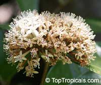 Phaleria perottetiana, Phaleria

Click to see full-size image