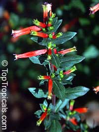 Cuphea sp., Cigarette Plant

Click to see full-size image