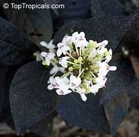 Pseuderanthemum carruthersii 'Black Magic'. Eranthemum nigrum, Black Magic, Sky Flower, Ebony

Click to see full-size image