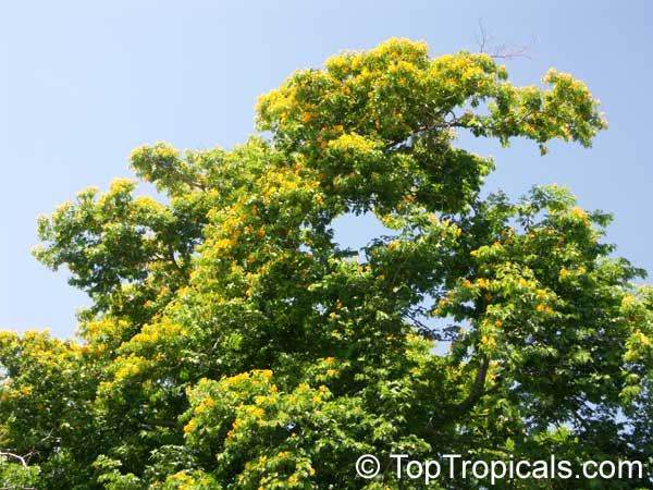 Bulnesia arborea, Vera, Verawood, Vera Wood, Maracaibo Lignum Vitae