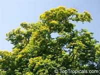 Bulnesia arborea, Vera, Verawood, Vera Wood, Maracaibo Lignum Vitae

Click to see full-size image