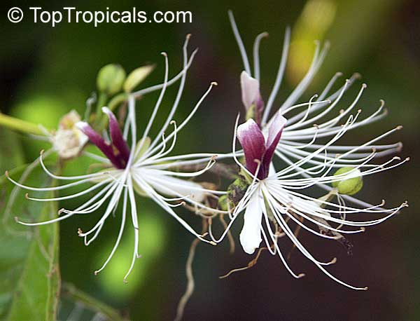 Capparis micracantha, Capertree, Chingchee