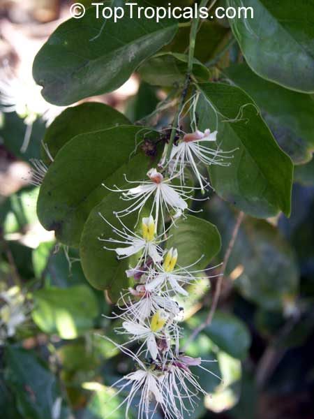 Capparis micracantha, Capertree, Chingchee