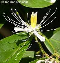 Capparis micracantha, Capertree, Chingchee

Click to see full-size image