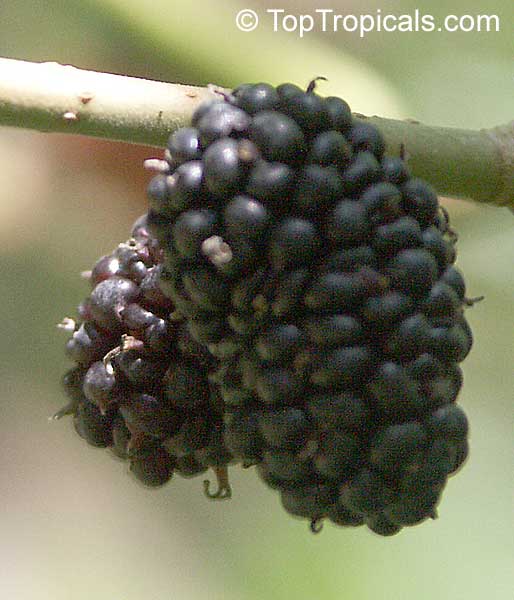 Morus sp., Mulberry