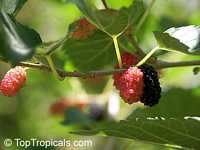 Morus sp., Mulberry

Click to see full-size image