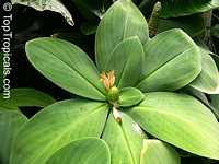 Costus malortieanus, Stepladder Ginger

Click to see full-size image