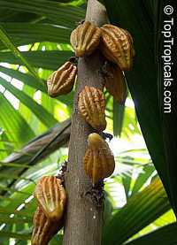 Herrania imbricata, Monkey Cocoa

Click to see full-size image