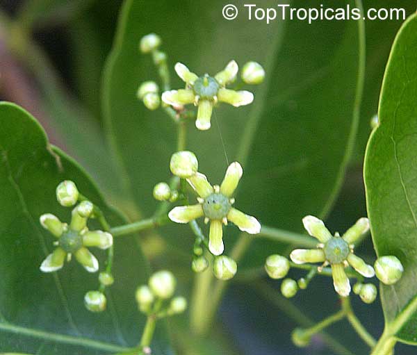 Elaeodendron sp., False Olive. Elaeodendron quadrangulatum