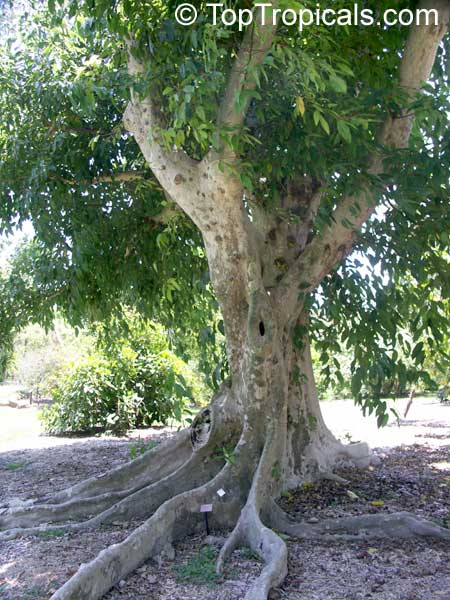 Ficus subcordata, Fairchilds Fig