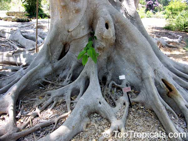 Ficus subcordata, Fairchilds Fig