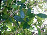 Amphitecna latifolia, Enallagma latifolia, Dendrosicus latifolius, Crescentia latifolia, Black Calabash, Jicarillo, Savanna Calabash

Click to see full-size image