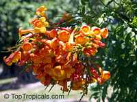 Tecoma X smithii, Orange Bells

Click to see full-size image