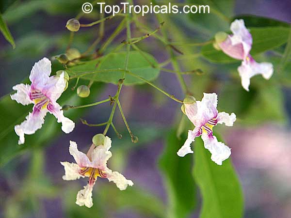Catalpa longissima, Yoke-Wood, Haitian Catalpa, Jamaican Oak
