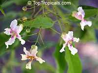 Catalpa longissima, Yoke-Wood, Haitian Catalpa, Jamaican Oak

Click to see full-size image