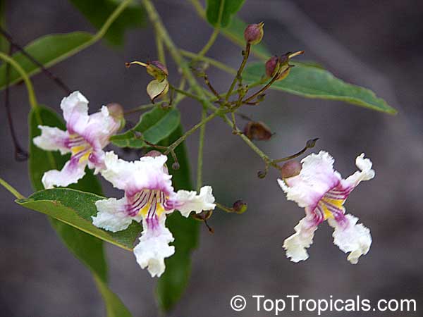 Catalpa longissima, Yoke-Wood, Haitian Catalpa, Jamaican Oak