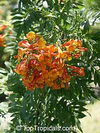 Tecoma X smithii, Orange Bells

Click to see full-size image