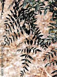 Moringa hildebrandtii, Moringa

Click to see full-size image