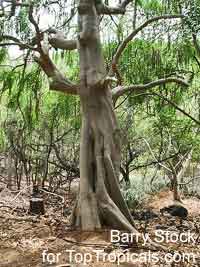Moringa stenopetala, Horseradish tree, Haleko

Click to see full-size image