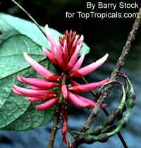 Erythrina amazonica, Amazon Coral Tree

Click to see full-size image