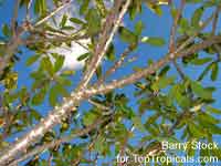 Plumeria tuberculata, Plumeria

Click to see full-size image