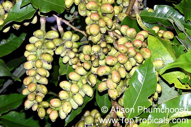 Magnolia champaca, Michelia champaca, Joy Perfume Tree, Huang Yu Lan, Safa